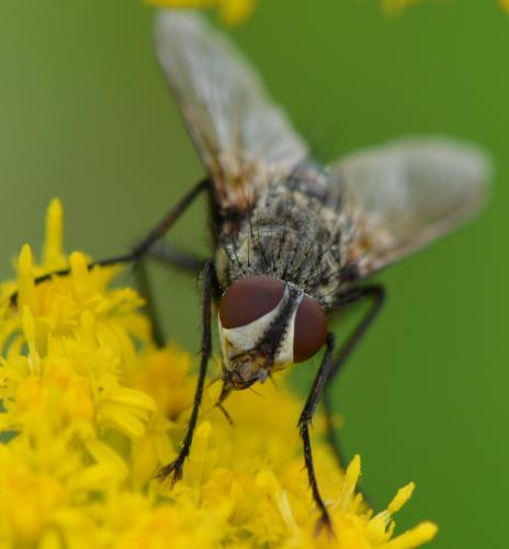 Réf. 274 279 : Dinera ferina